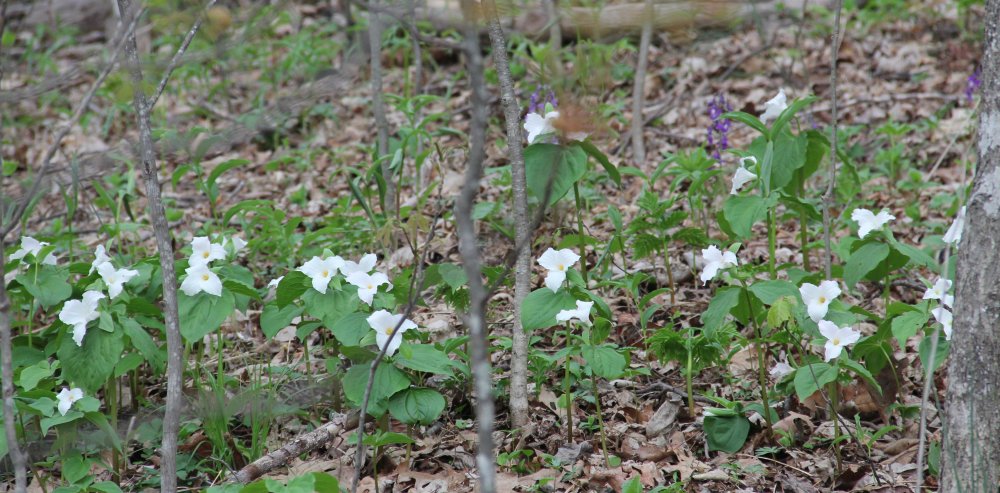Large-Flower Trillia